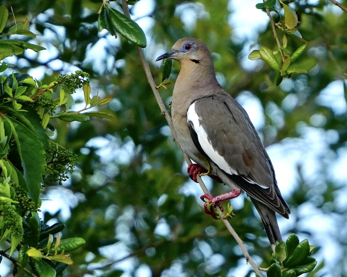 White-winged Dove - ML617562408