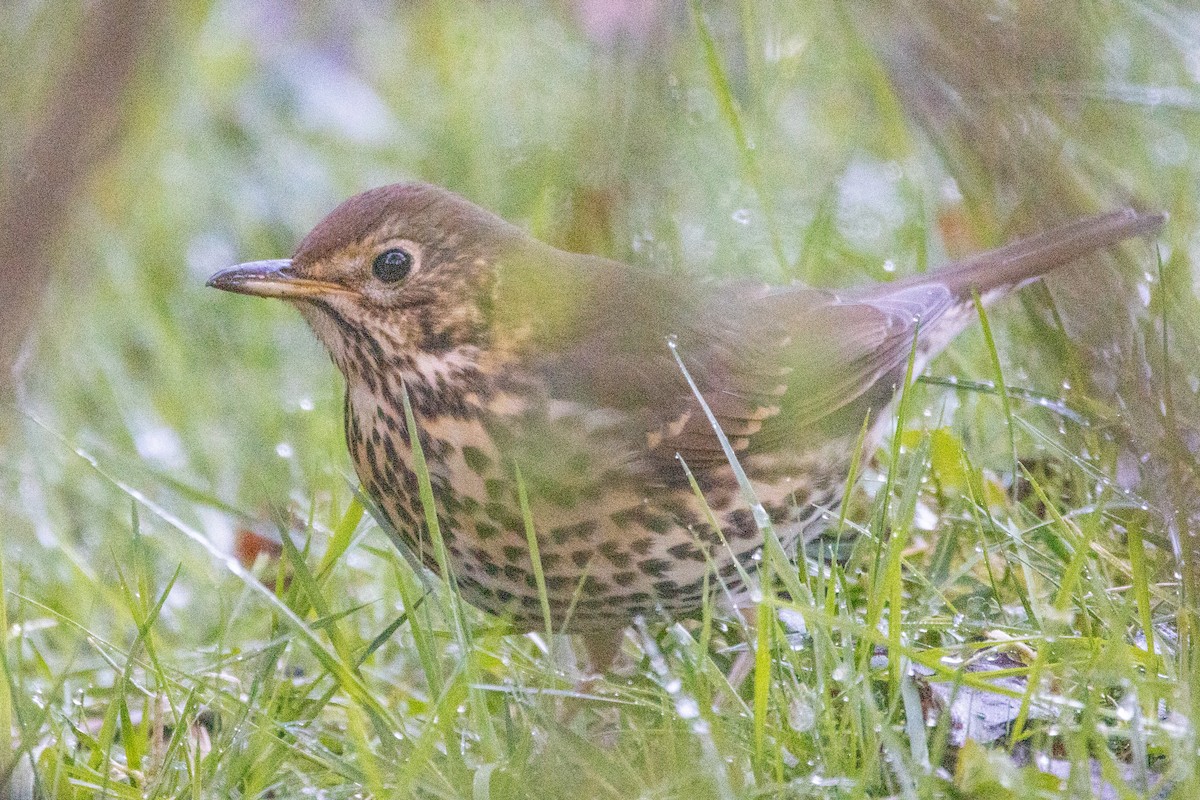 Song Thrush - ML617562410