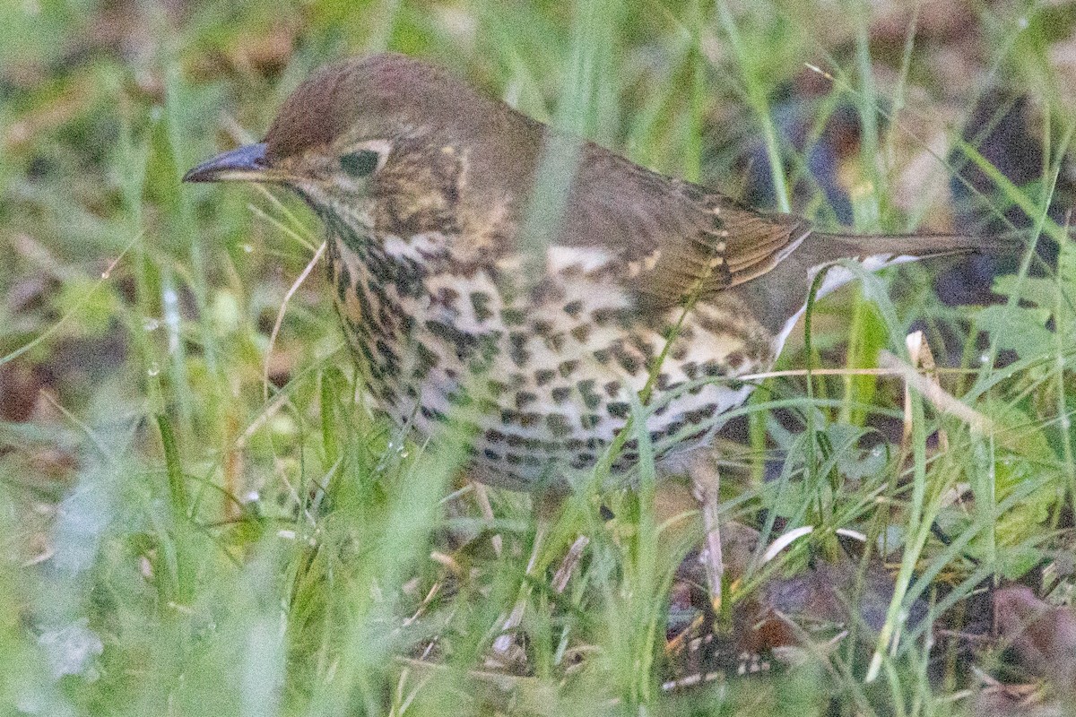 Song Thrush - ML617562411