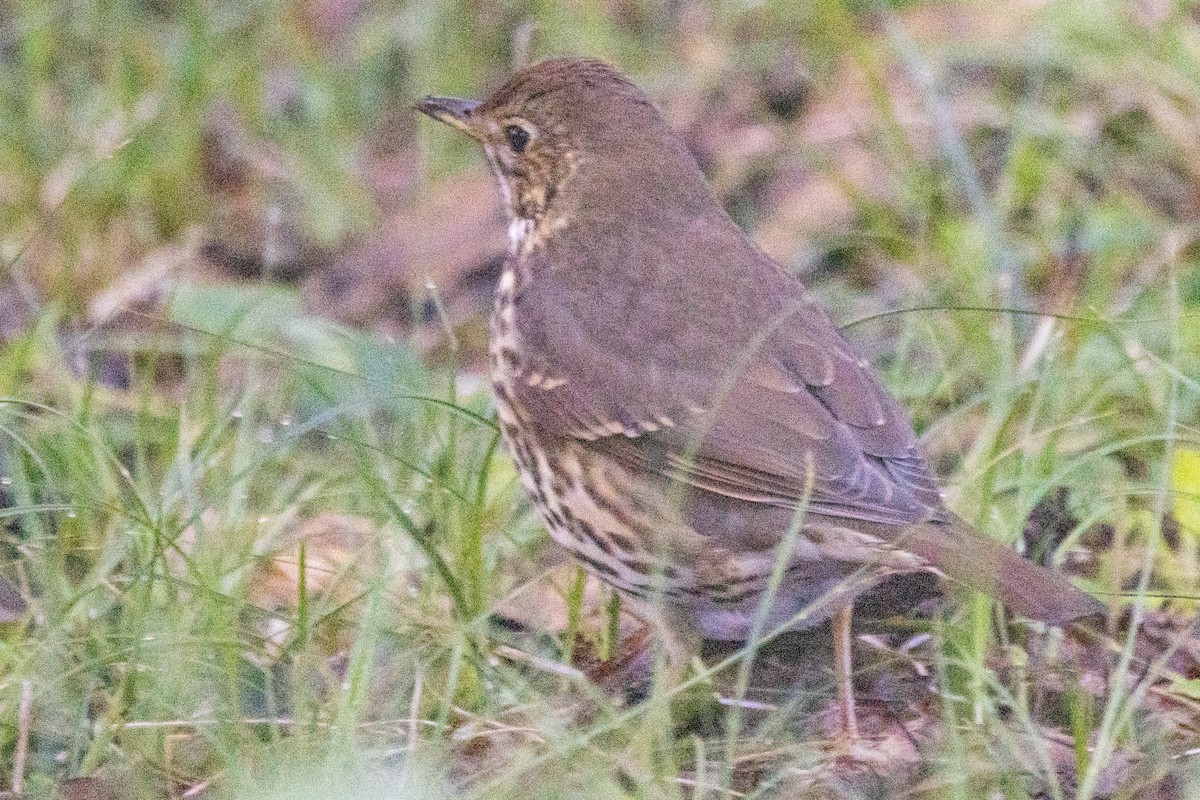 Song Thrush - ML617562412