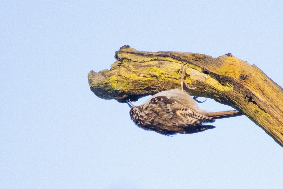 Short-toed Treecreeper - ML617562431