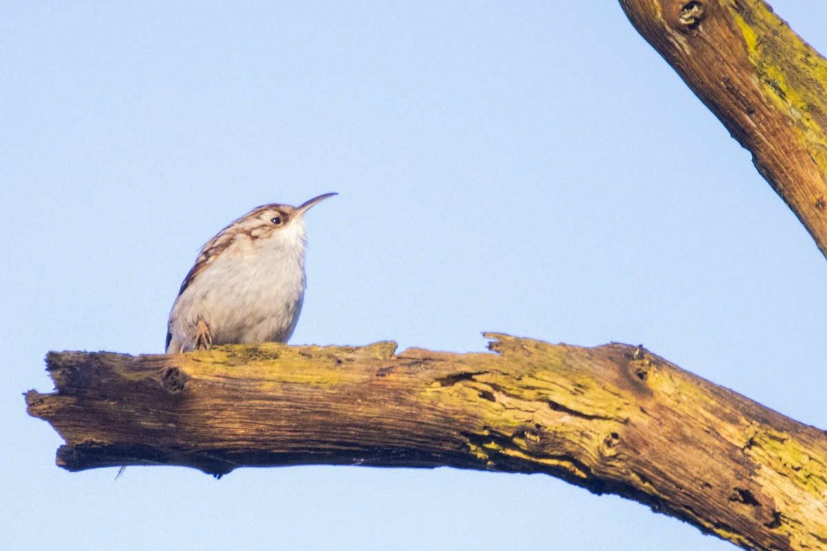 Short-toed Treecreeper - ML617562432