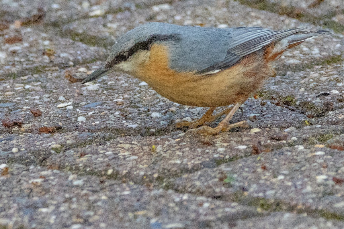 Eurasian Nuthatch - ML617562436