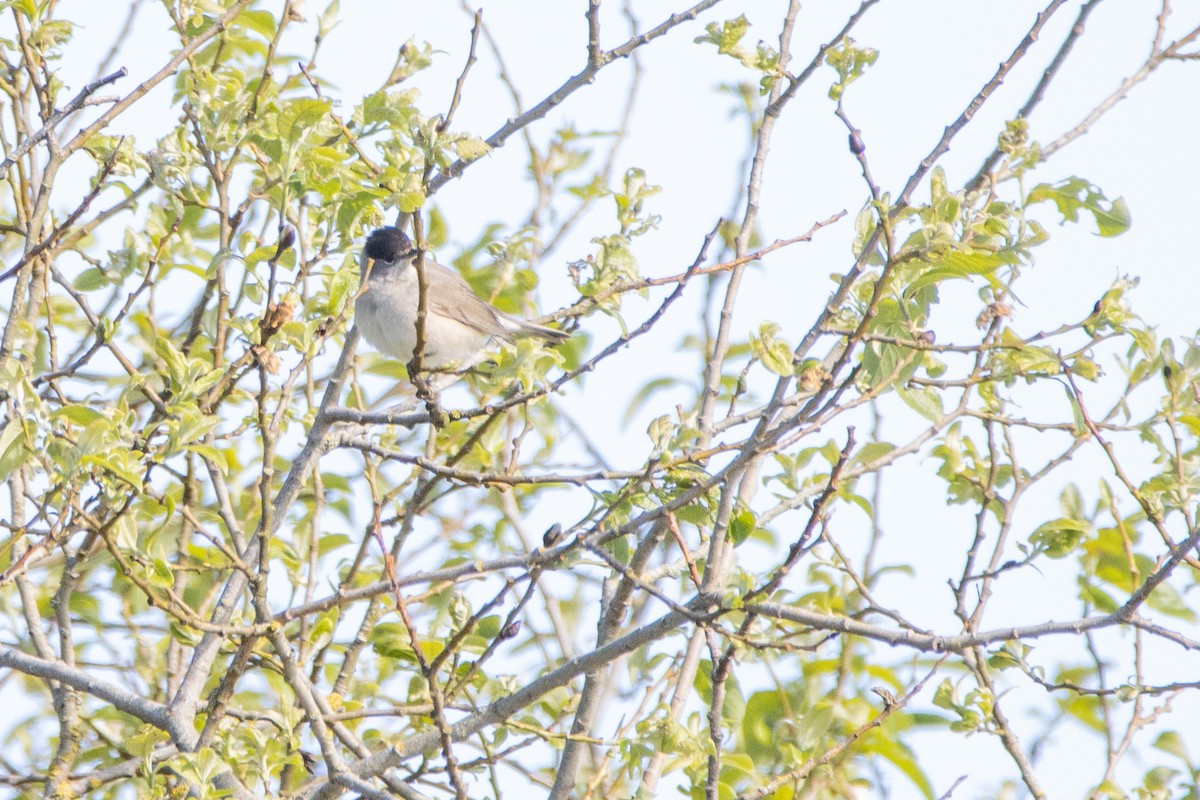 Eurasian Blackcap - ML617562444