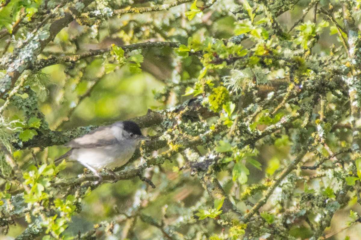 Eurasian Blackcap - ML617562445