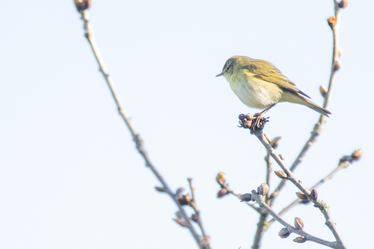 Common Chiffchaff - ML617562447