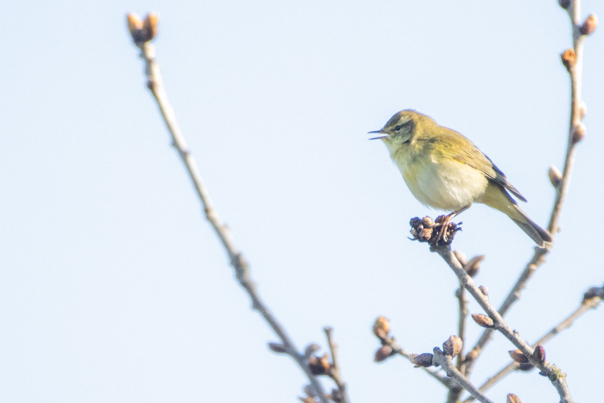 Common Chiffchaff - ML617562448