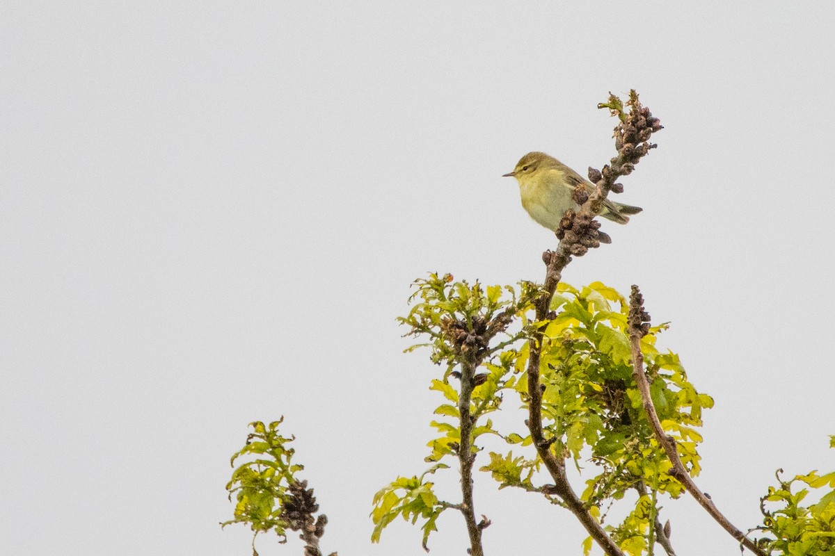 Willow Warbler - ML617562453