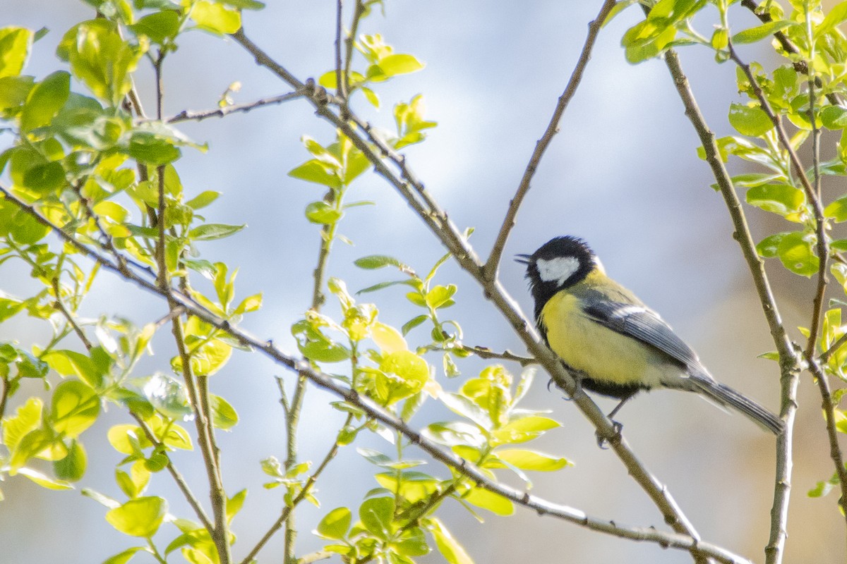 Их хөх бух - ML617562460