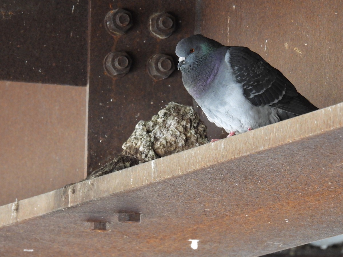 Rock Pigeon (Feral Pigeon) - ML617562464