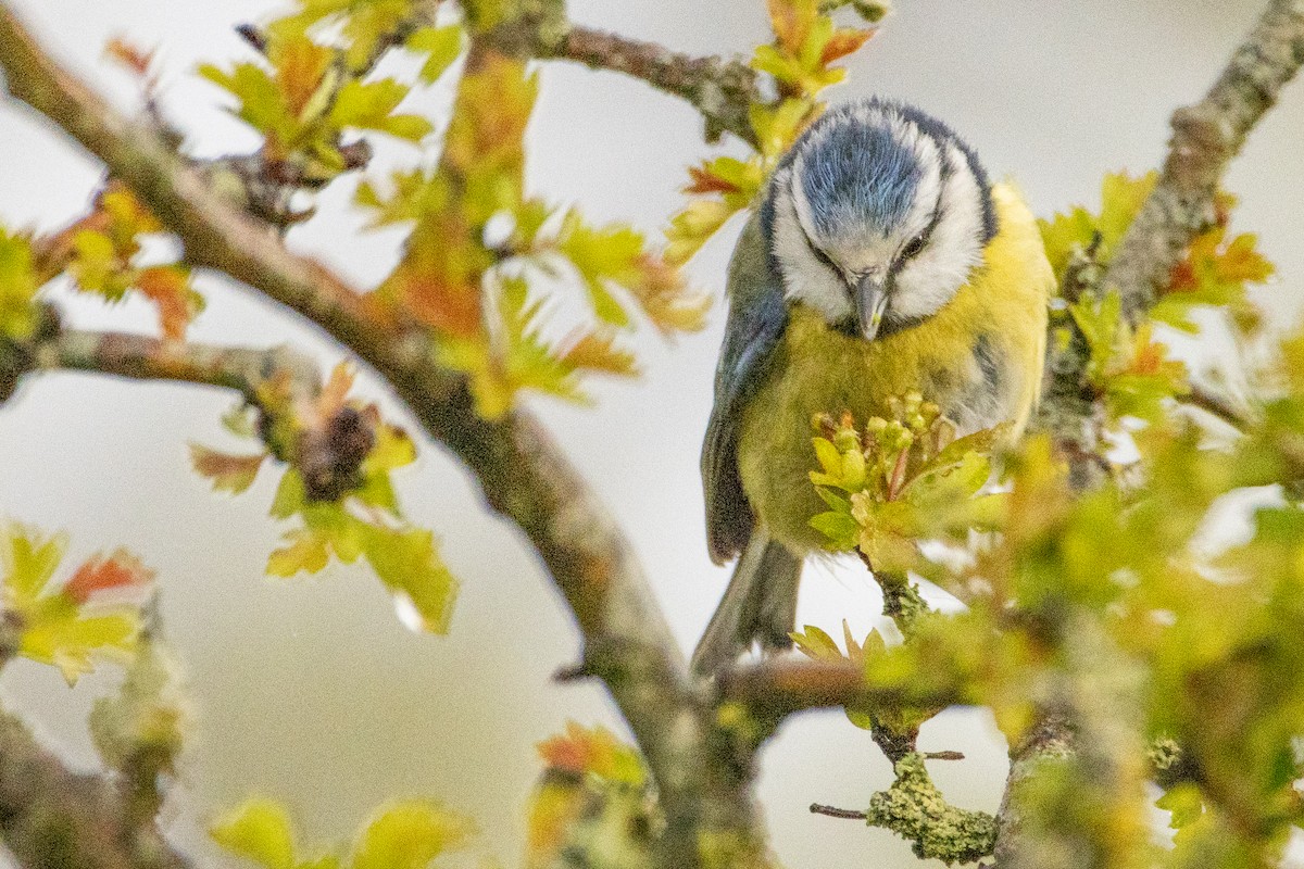 Eurasian Blue Tit - ML617562465