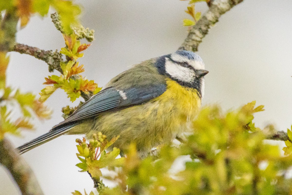 Eurasian Blue Tit - ML617562466