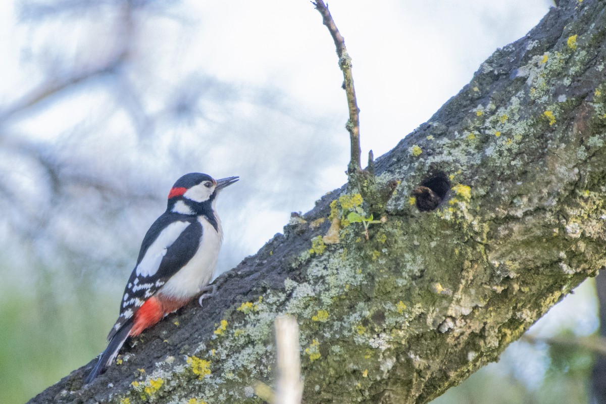 Great Spotted Woodpecker - ML617562475