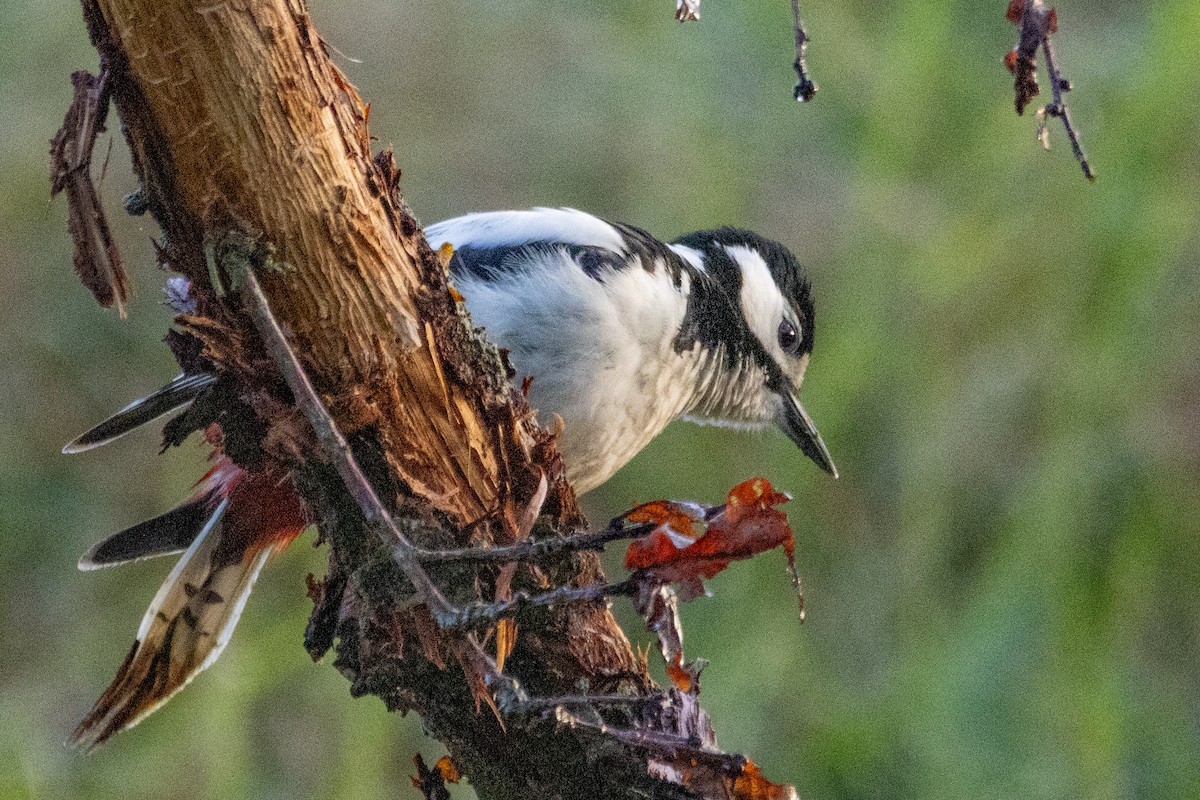 Great Spotted Woodpecker - ML617562476