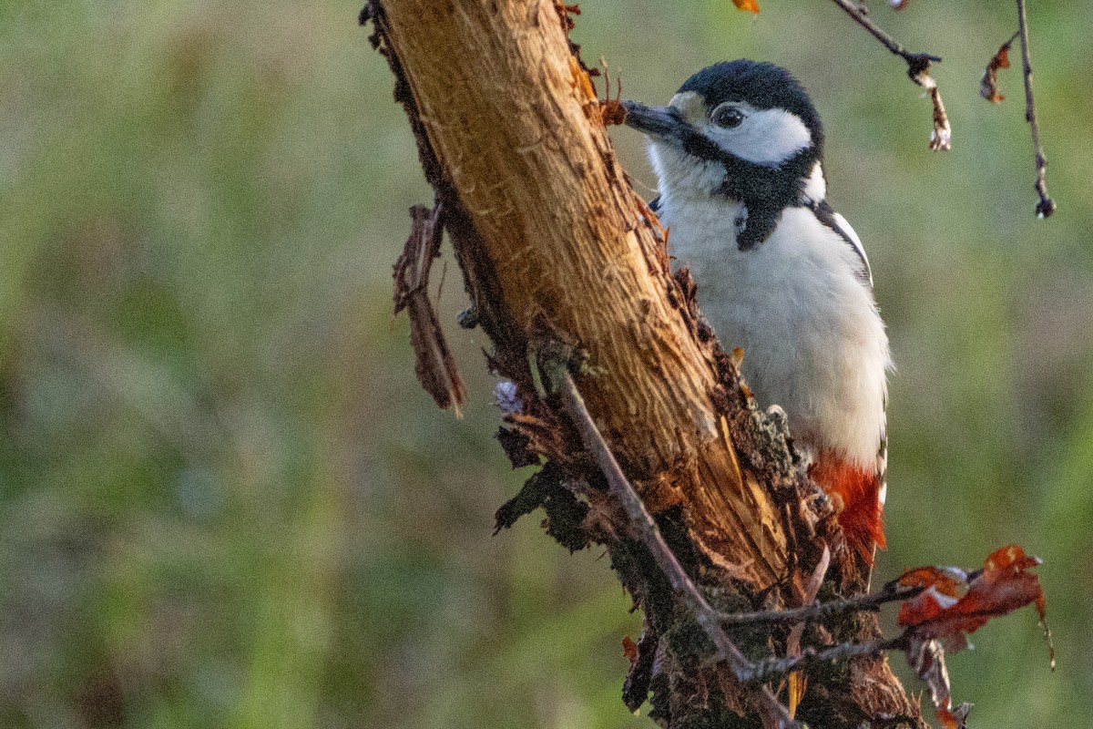 Great Spotted Woodpecker - ML617562477