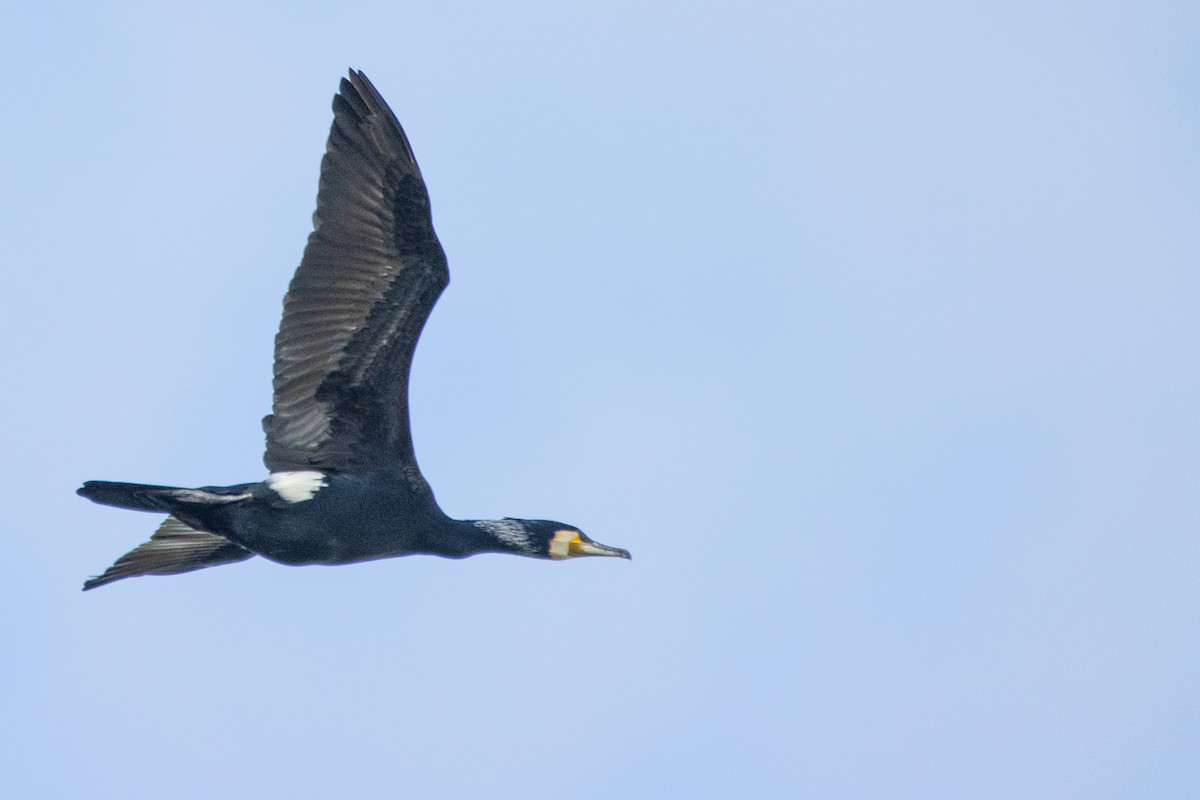 Great Cormorant - ML617562482