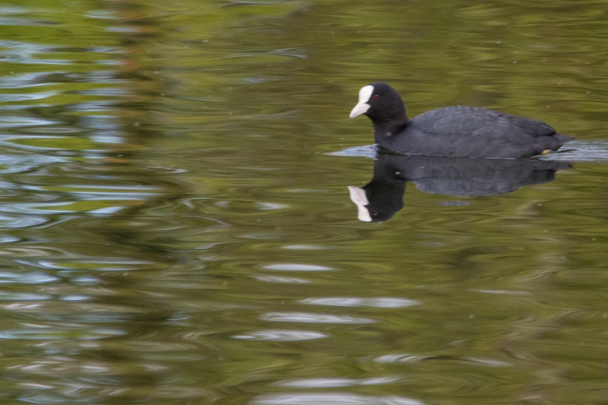 Eurasian Coot - Jeff Hullstrung