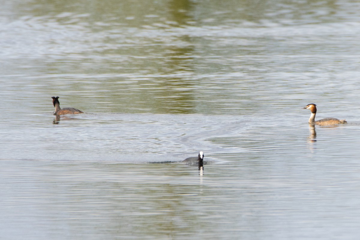 Great Crested Grebe - ML617562497