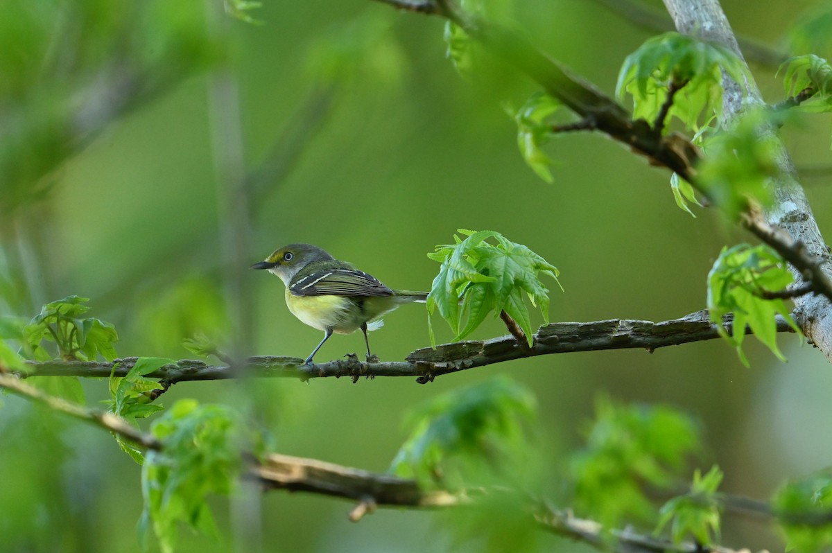 White-eyed Vireo - ML617562500