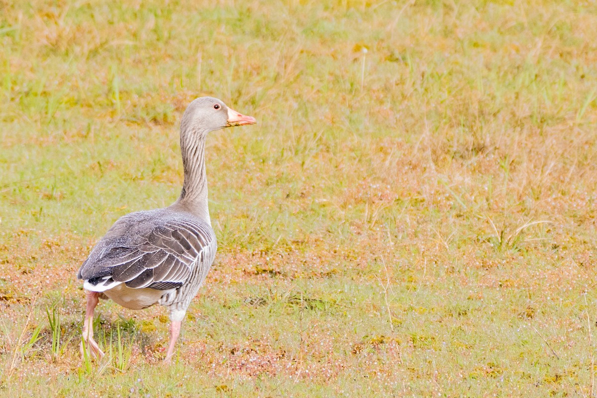 Graylag Goose - ML617562518