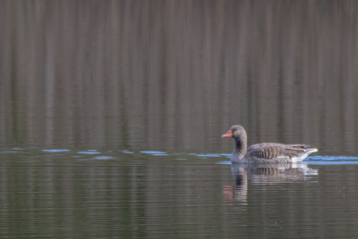 Graylag Goose - ML617562519