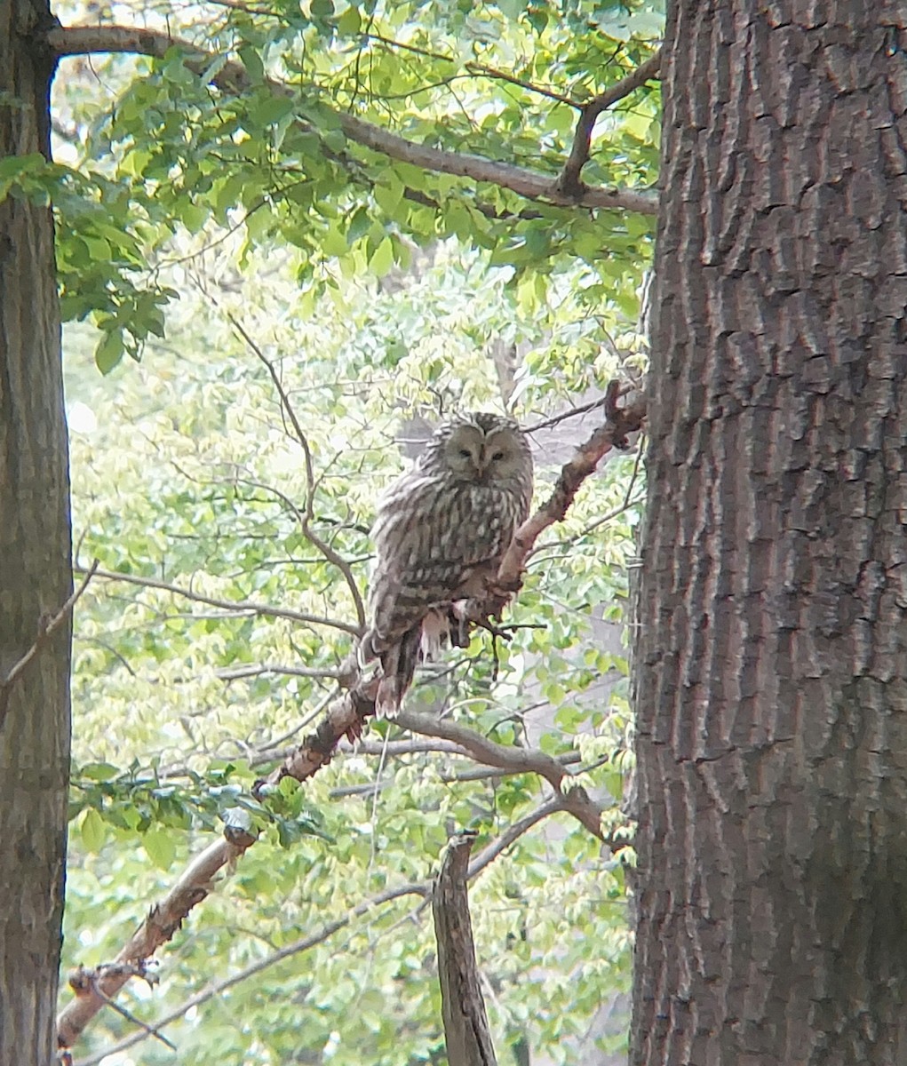 Ural Owl - ML617562520