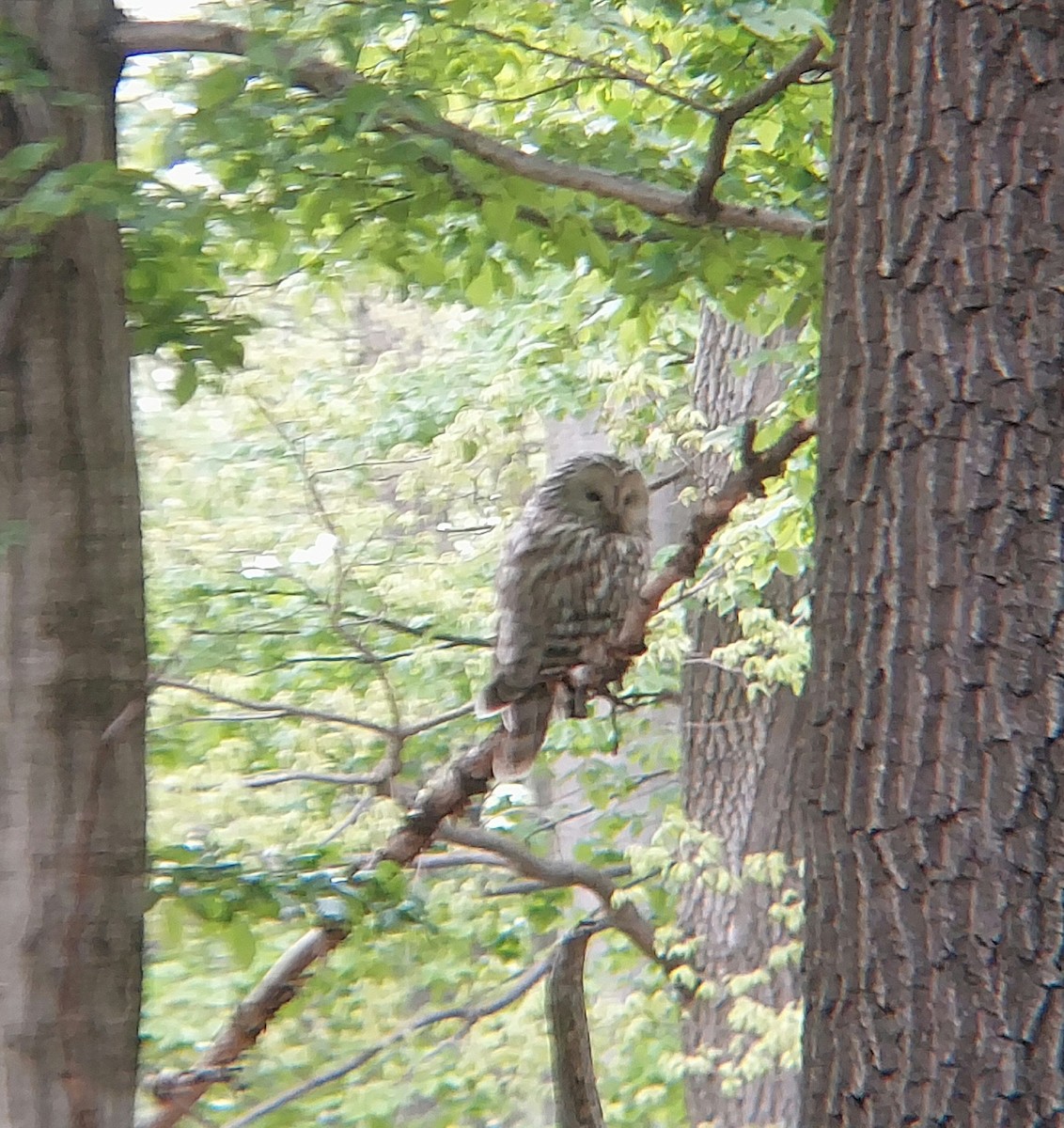 Ural Owl - ML617562521