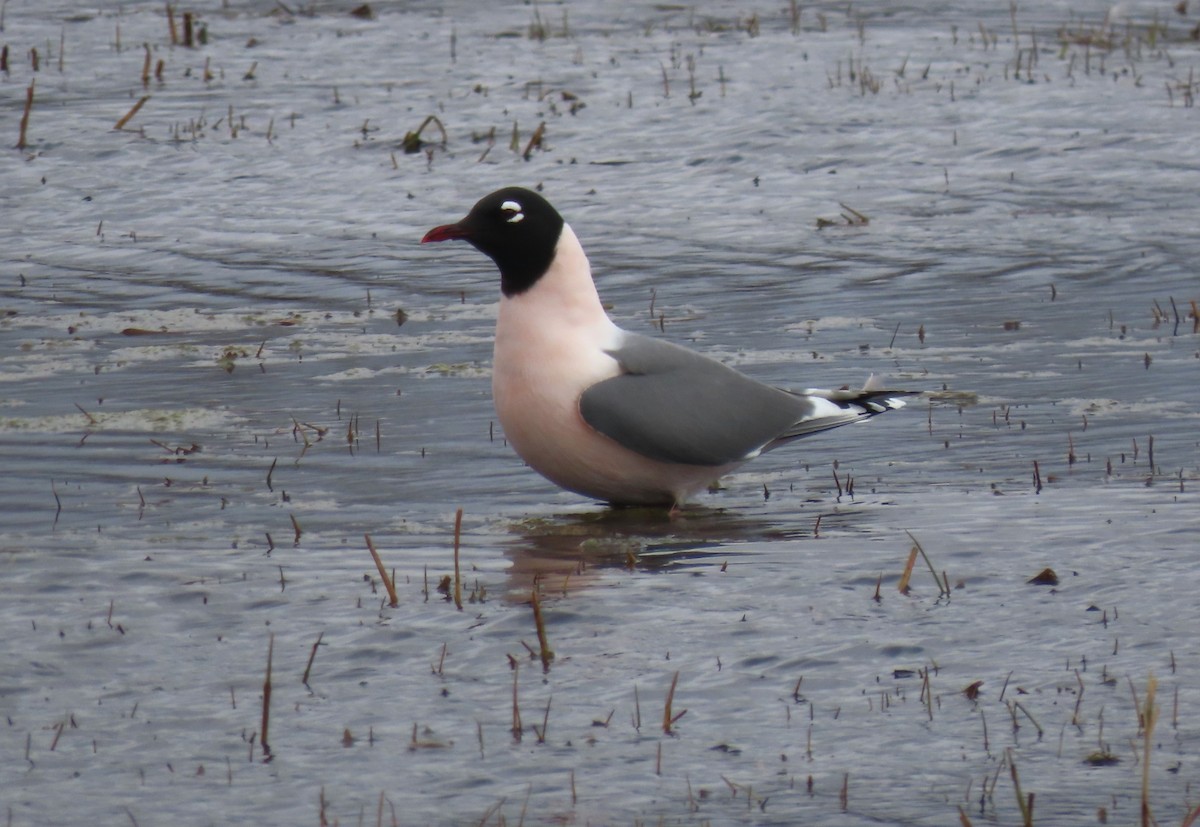 Mouette de Franklin - ML617562527