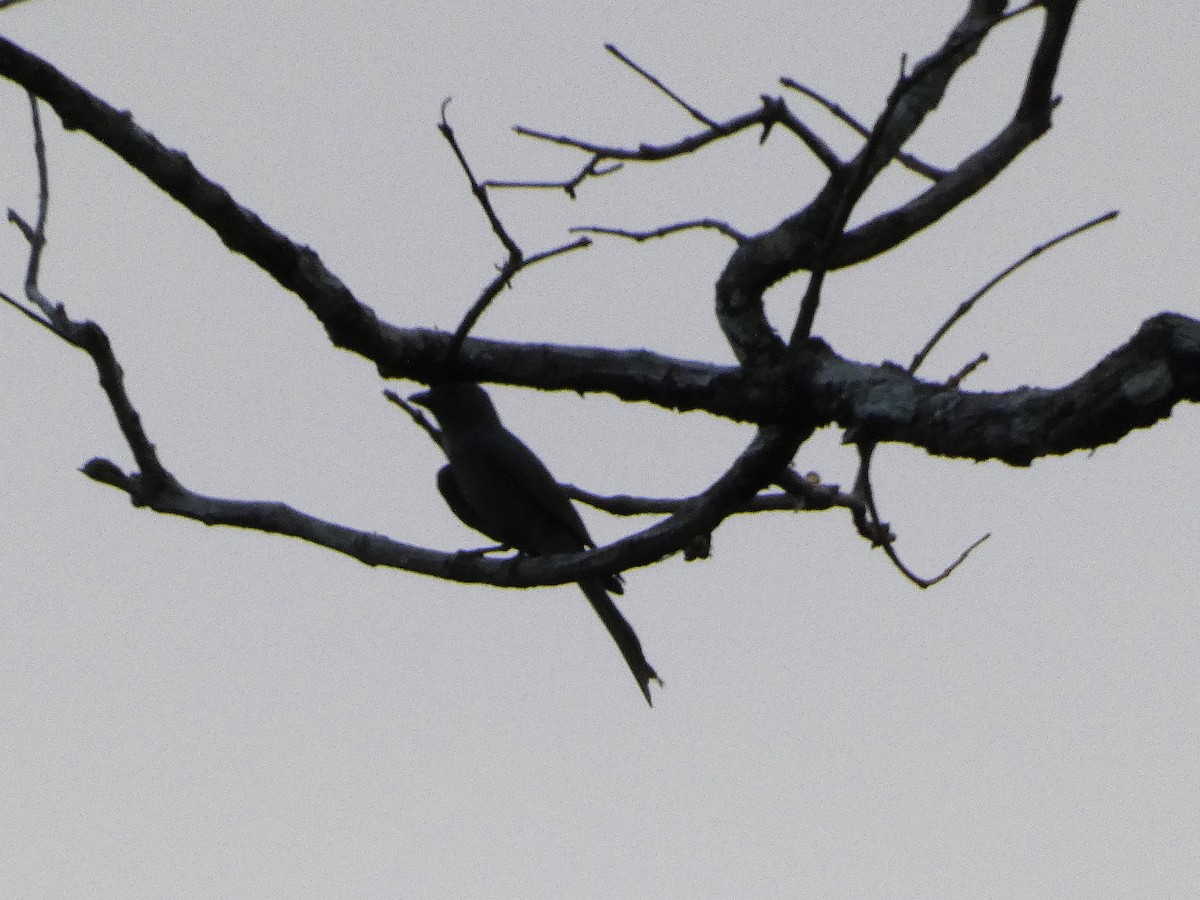 Kül Rengi Drongo [leucophaeus grubu] - ML617562598