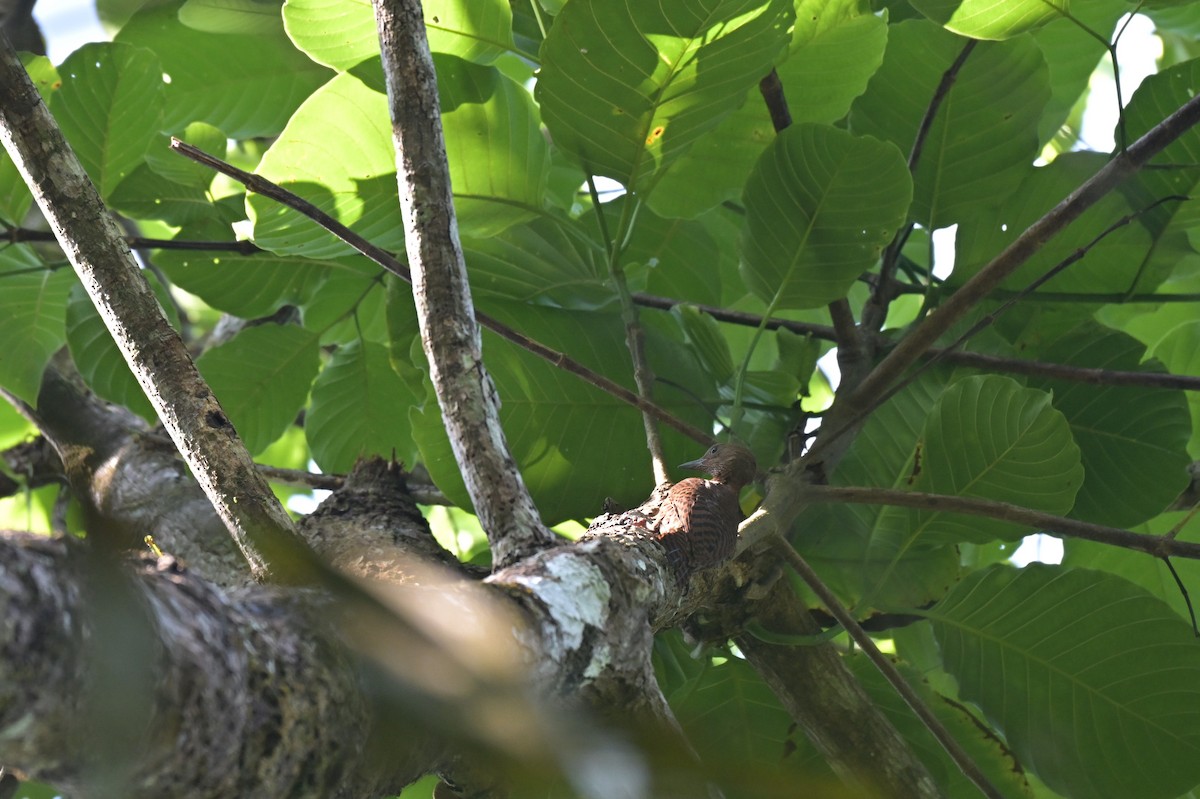 Rufous Woodpecker - ML617562601