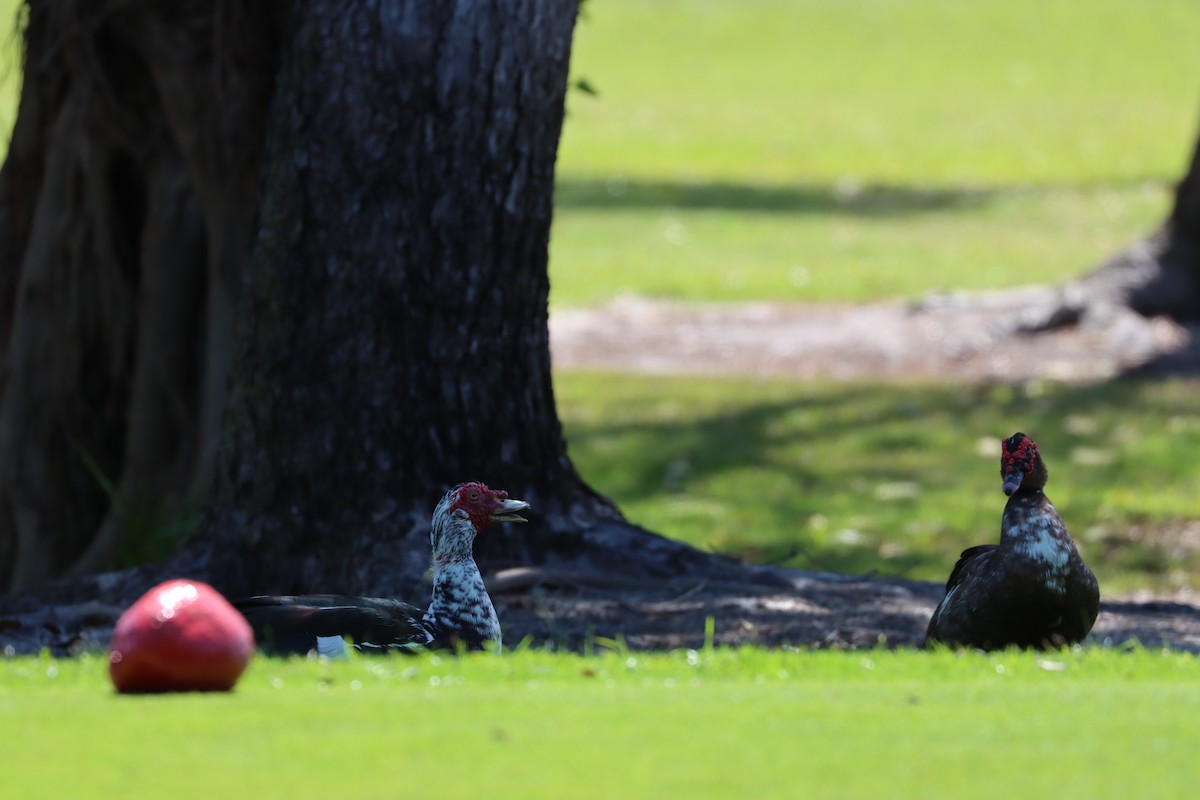 ノバリケン（家畜） - ML617562624