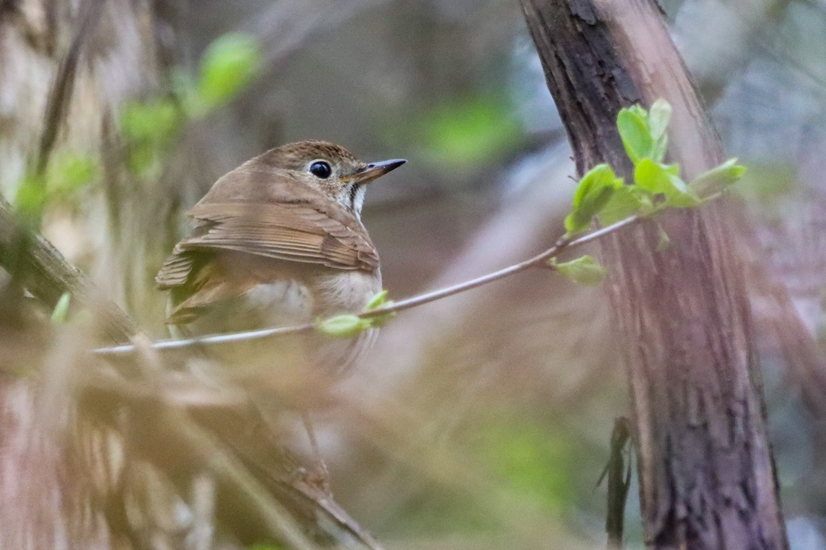 Hermit Thrush - ML617562630