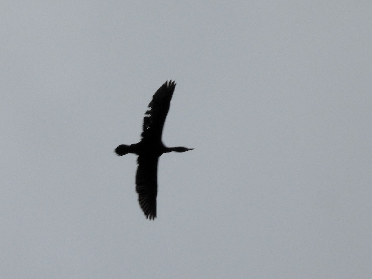 Double-crested Cormorant - Bill Nolting