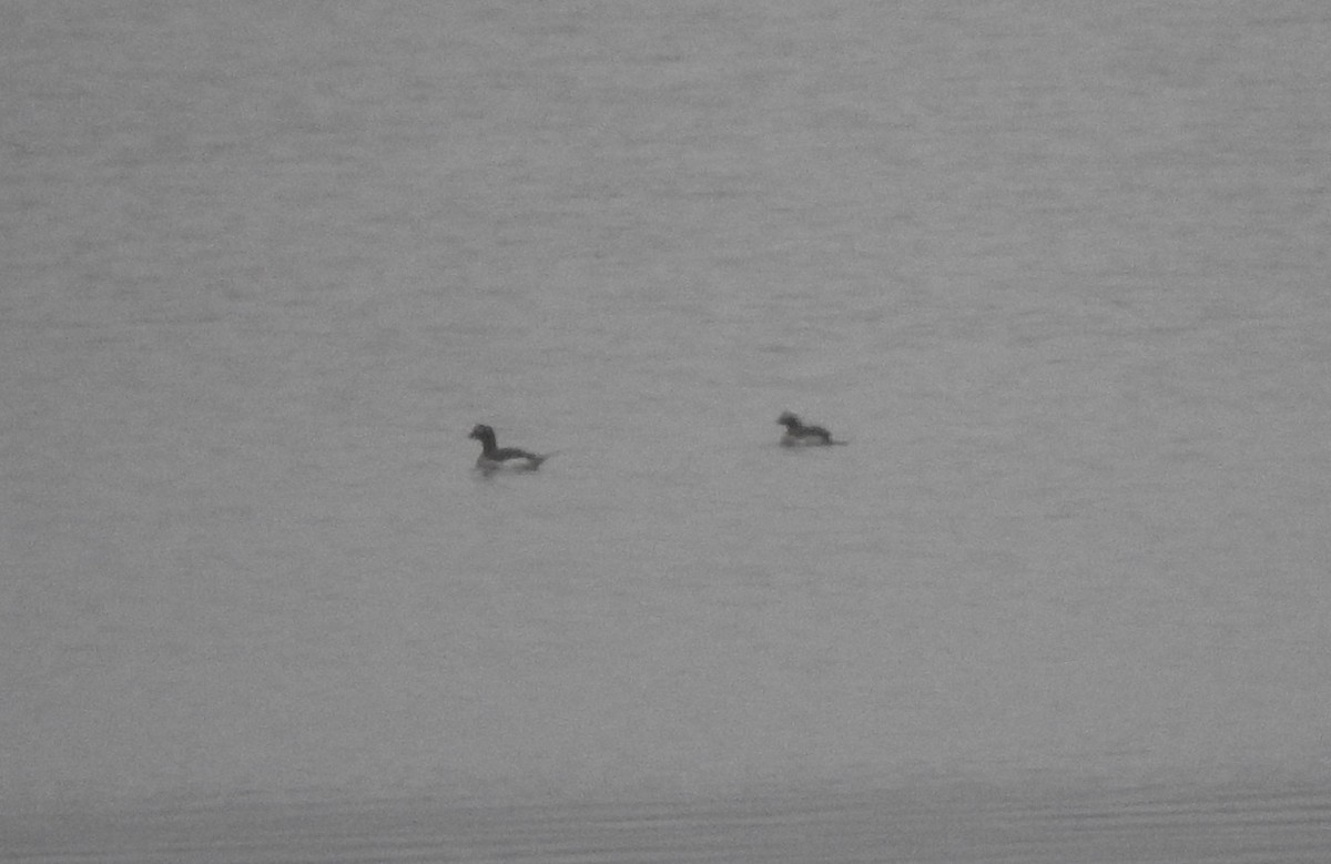 Long-tailed Duck - ML617562708