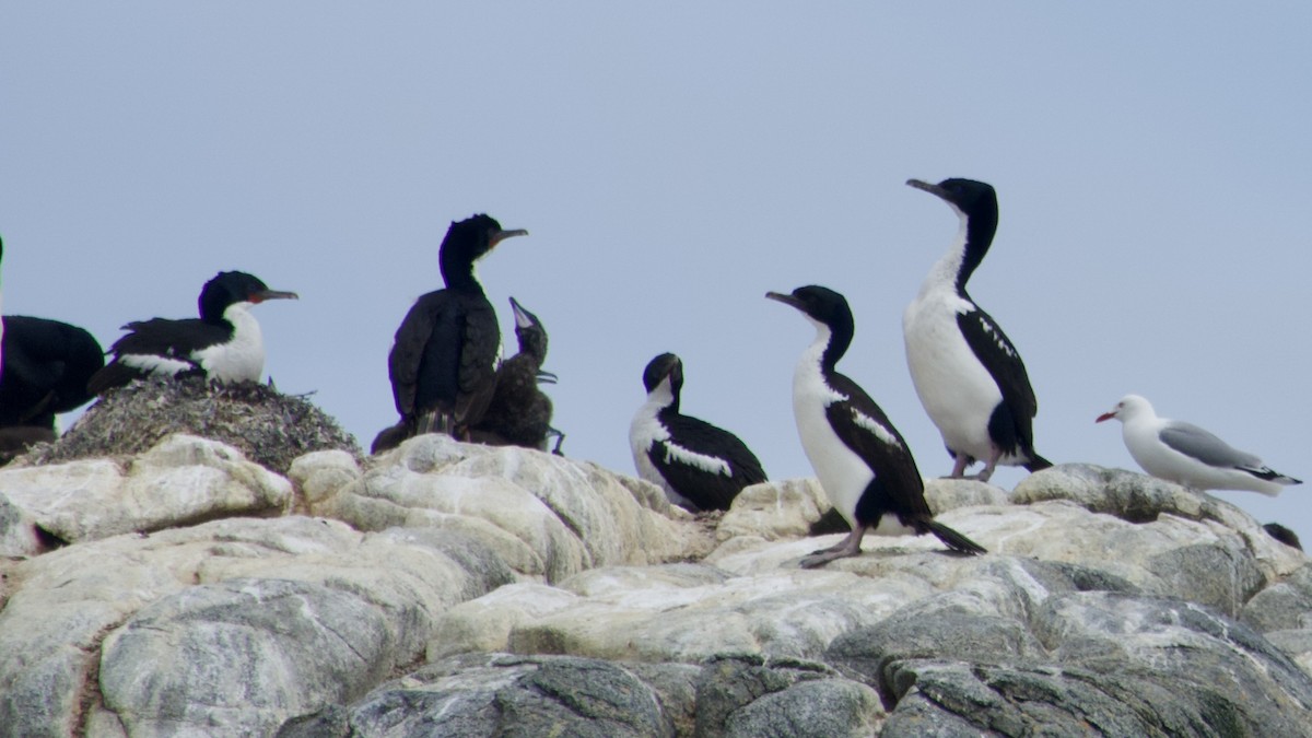 Stewart Island Shag (Foveaux) - Jan Ekkers