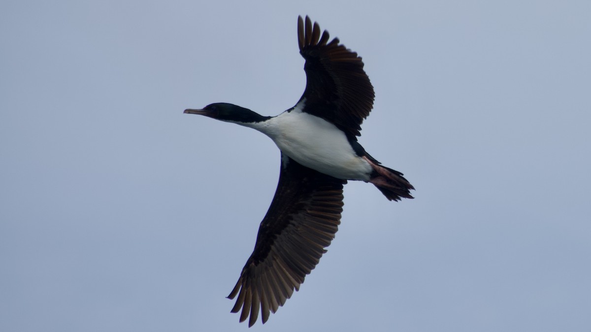 Stewart Island Shag (Foveaux) - Jan Ekkers