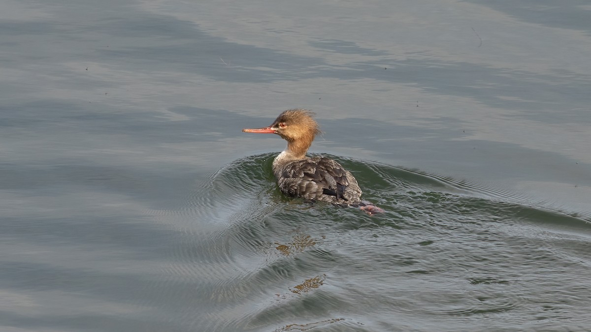 Red-breasted Merganser - ML617562750