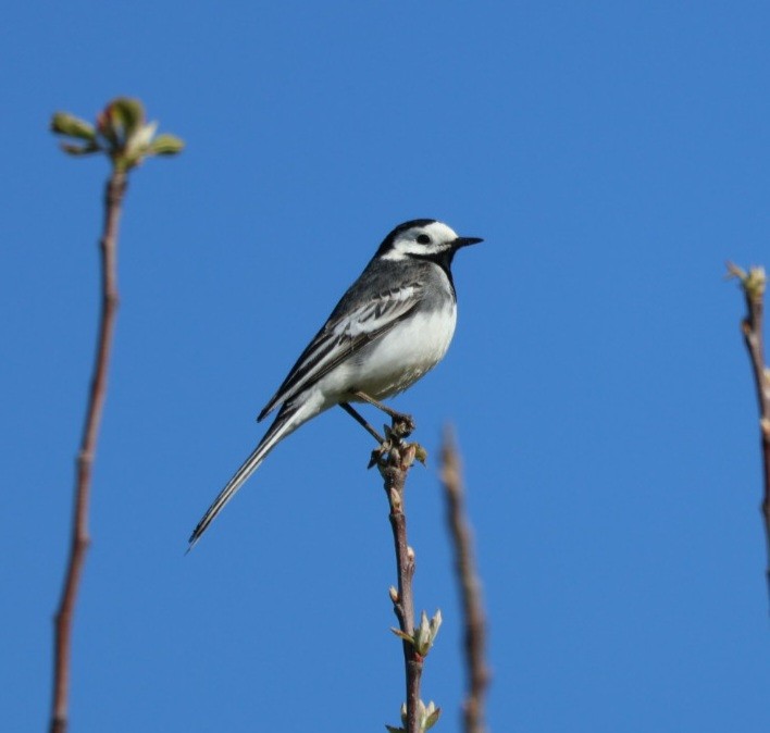 White Wagtail - ML617562766