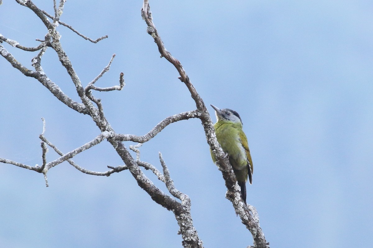 Gray-headed Woodpecker - ML617562769