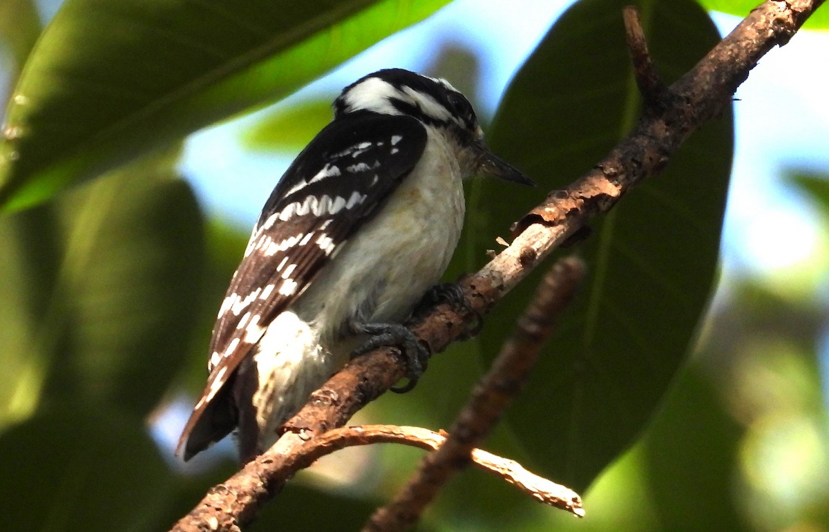 Downy Woodpecker (Eastern) - Chuck Hignite