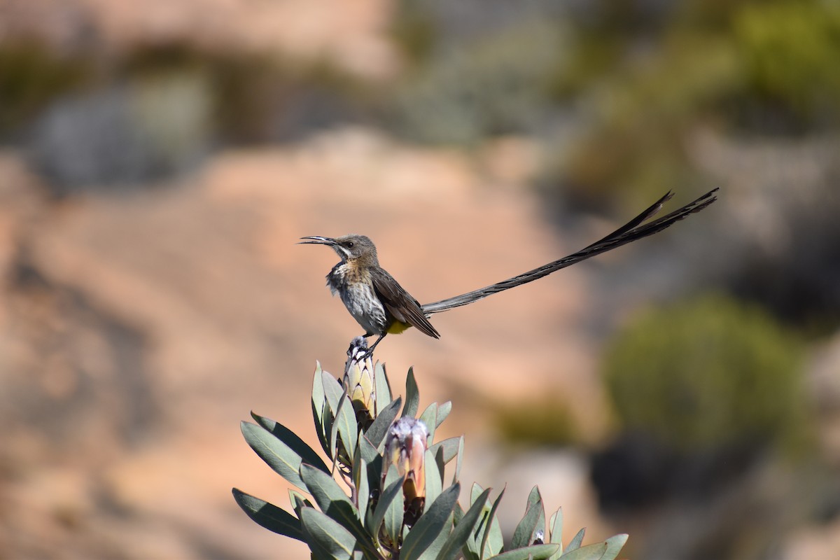 Cape Sugarbird - ML617562816