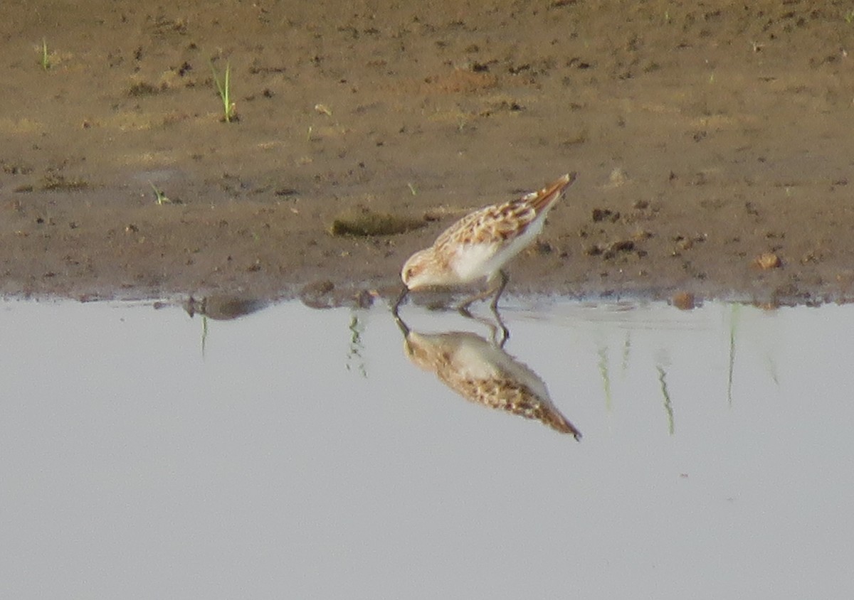 Langzehen-Strandläufer - ML617562845