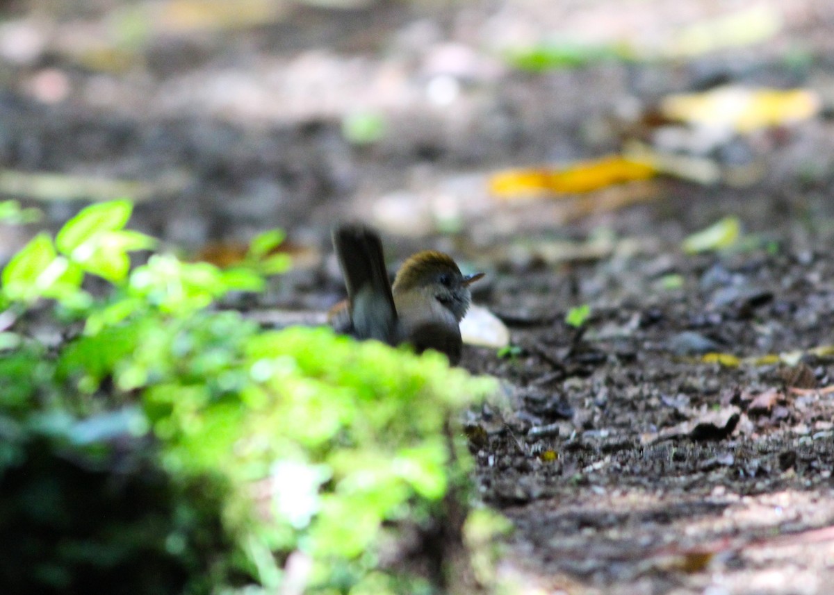 Ruddy-capped Nightingale-Thrush - ML617562887