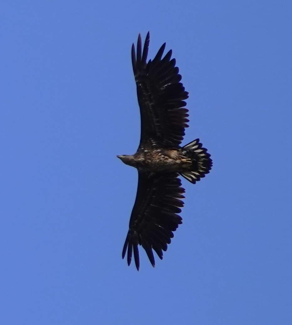 White-tailed Eagle - ML617562896