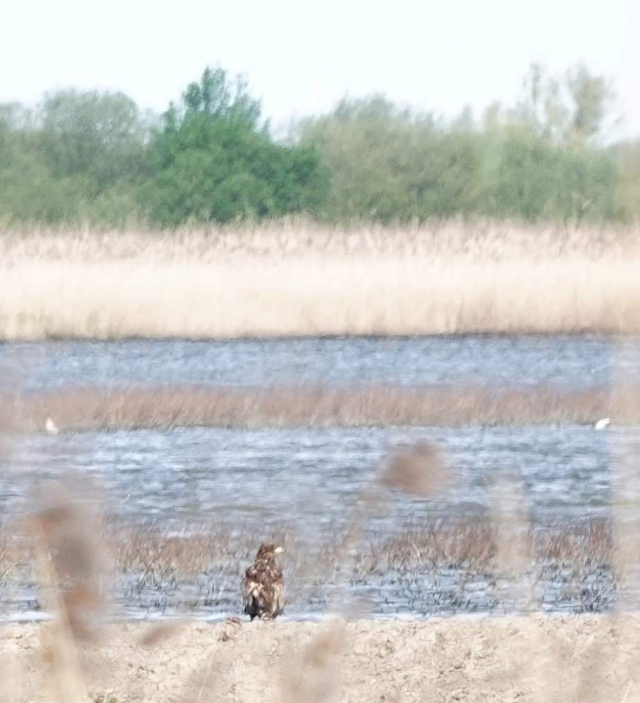 White-tailed Eagle - ML617562897