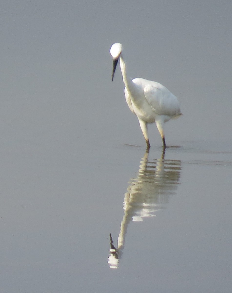 Little Egret (Western) - ML617562902