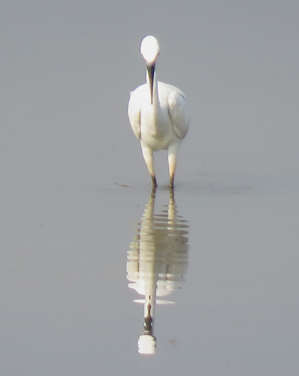 Little Egret (Western) - ML617562903