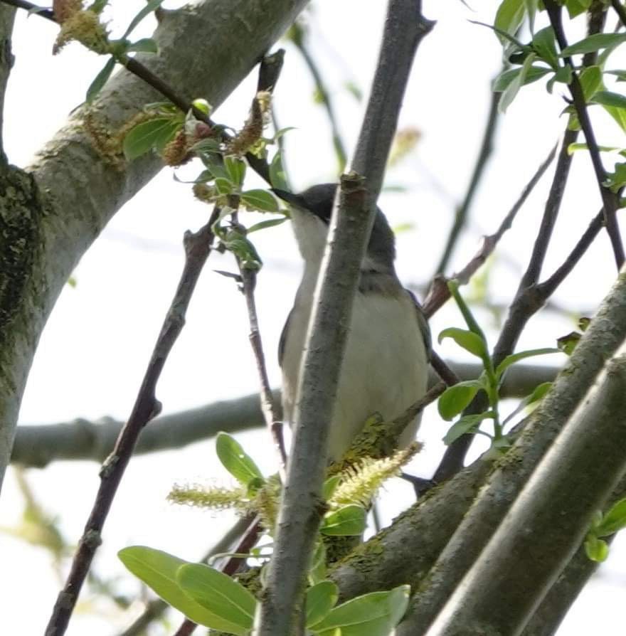 Lesser Whitethroat - Oswald Van Bedaf