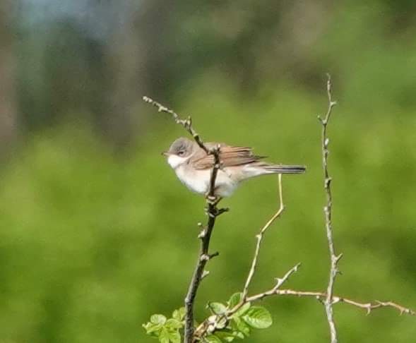 Greater Whitethroat - ML617562925