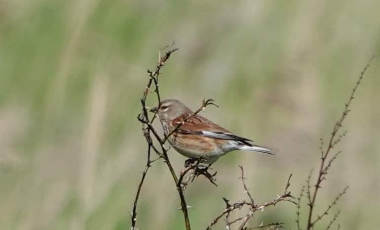 Eurasian Linnet - Oswald Van Bedaf